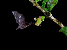 Netopýr vampýr dlouhojazyčný (Glossophaga soricina) opylující květ maraky chřestivé (Crescentia cujete) – FotoRequest / Shutterstock