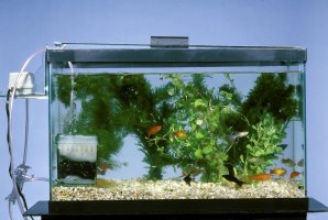 Akvárium – Profimedia.CZ