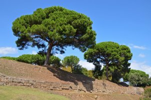 Pinie (Pinus pinea), rostoucí na rozvalinách Pompejí – czech wanderer / Shutterstock