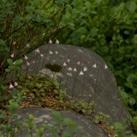 Zimozel severní (Linnaea borealis) – Teemu Nikula / Shutterstock