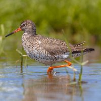 Vodouš rudonohý (Tringa totanus) – Rudmer Zwerver / Shutterstock