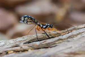 Lumek veliký (Rhyssa persuasoria) – Robert Wilton / Shutterstock