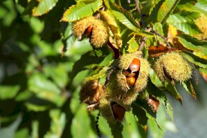 Kaštanovník setý (Castanea sativa) – Hector Ruiz Villar / Shutterstock