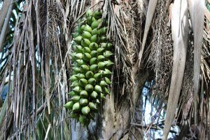 Podzev roztřepená (Attalea funifera) – David Fadul / Shutterstock