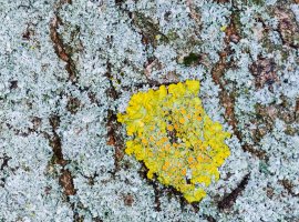 Mykobiont – Ralf Neumann / Shutterstock