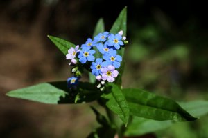 Pomněnka bahenní (Myosotis scorpioides), čeleď brutnákovité – Vankich1 / Shutterstock