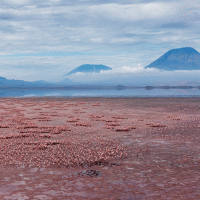 Jezero Natron – Danita Delimont / Shutterstock