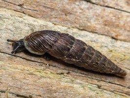 Vřetenatka mnohozubá (Laciniaria plicata) – Urban_Banshee / Shutterstock