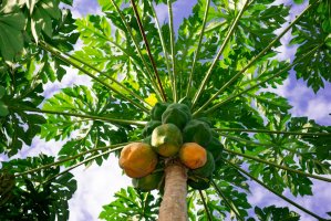 Papája melounová (Carica papaya) – Handra Motoon / Shutterstock