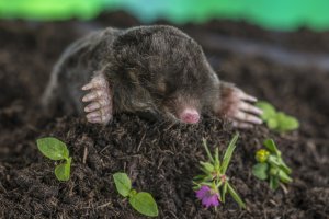 Krtek obecný (Talpa europaea) – JPC-PROD / Shutterstock