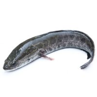 Hadohlavec skvrnitý (Channa argus) – sevenke / Shutterstock