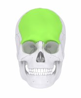 Čelní kost (os frontale), kostěný podklad čela, ilustrace – CLIPAREA l Custom media / Shutterstock