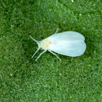 Molice skleníková (Trialeurodes vaporariorum) – Tomasz Klejdysz / Shutterstock