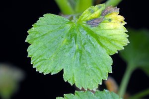 List rybízu napadený houbou pakustřebkou rybízovou (Pseudopeziza ribis) – Tomasz Klejdysz / Shutterstock