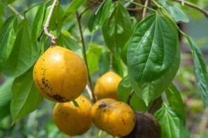 Kulčiba dávivá (Strychnos nux-vomica) – pisitpong2017 / Shutterstock