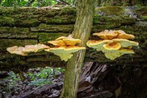 Sírovec žlutooranžový (Laetiporus sulphureus) – Jaroslav Machacek / Shutterstock