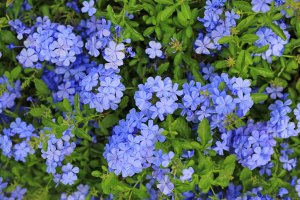 Olověnec ouškatý (Plumbago auriculata) z řádu hvozdíkotvaré, čeledi olověncovité – GOLFX / Shutterstock