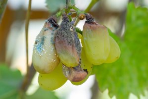 Plody vinné révy napadené plísní šedou (Botrytis cinerea) – Vilor / Shutterstock