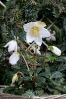 Čemeřice černá (Helleborus niger) – Natalia Greeske / Shutterstock