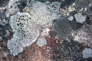 Šálečka oblázková (Lecidea lapicida) – gorwol / Shutterstock