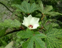 Okra, ibiškovec jedlý (Abelmoschus esculentus) – Saiful52 / Shutterstock