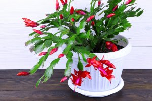 Schlumbergera × buckleyi, neboli vánoční kaktus – Dyfrain / Shutterstock