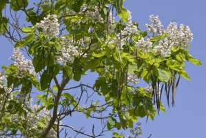 Katalpa trubačovitá (Catalpa bignonioides) – Christian Musat / Shutterstock