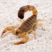 Štír písečný (Androctonus australis) – Ernie Cooper / Shutterstock