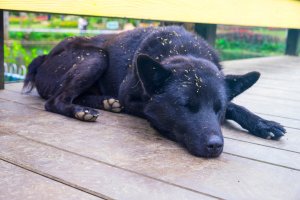 Šíření semen trávy na psí srsti (epizoochorie) – Phagalley / Shutterstock