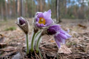 Koniklec velkokvětý – ILEGRI / Shutterstock