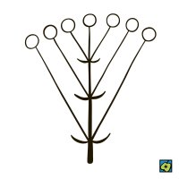 Chocholík, schematické znázornění druhu květenství – CoJeCo.cz, CC BY 4.0