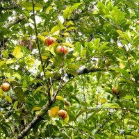 Muškátovník vonný (Myristica fragrans) – DESIGNFACTS / Shutterstock