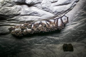 Netopýři pobřežní (Myotis dasycneme) přezimující v jeskyni – Maximillian cabinet / Shutterstock