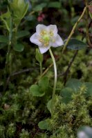 Jednokvítek velkokvětý (Moneses uniflora) – Vankich1 / Shutterstock