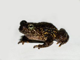 Zavalitka skvrnitá (Cycloramphus bandeirensis) – Rosado_L / Shutterstock