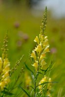 Lnice obecná (Linaria vulgaris) – Karin Jaehne / Shutterstock