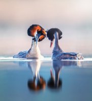 Námluvy potápky roháče (Podiceps cristatus) – Jiri Fejkl / Shutterstock