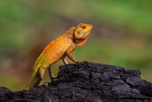 Lepoještěr pestrý (Calotes versicolor) – kajornyot wildlife photography / Shutterstock