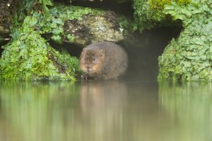Hryzec vodní (Arvicola amphibius) z čeledi křečkovitých – NaturesMomentsuk / Shutterstock