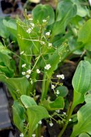 Žabník jitrocelový (Alisma plantago-aquatica) – Victoria Tucholka / Shutterstock