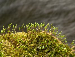 Měřík čeřitý (Plagiomnium undulatum) – FotoTrevel / Shutterstock