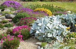 Zahradní skalka osazená různými skalničkami – Niall F / Shutterstock