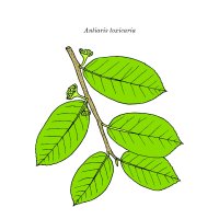 Kresba větvičky ančaru jedovatého (Antiaris toxicaria), ilustrace – Foxyliam / Shutterstock