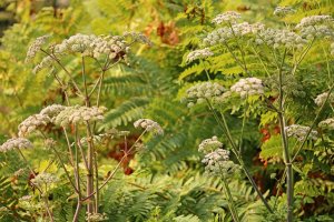 Děhel lesní (Angelica sylvestris) – Profimedia.cz