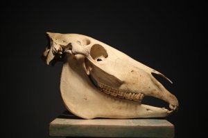 Lebka koně s jasně patrnou diastemou mezi řezáky a stoličkami – Olga Litvinchuk / Shutterstock