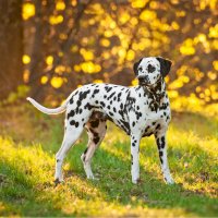 Dalmatin – Rita_Kochmarjova / Shutterstock