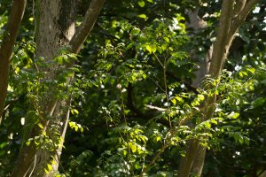 Vonodřev toluanský (Myroxylon balsamum) – Skyprayer2005 / Shutterstock