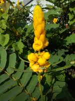 Kasie úzkolistá (Senna alexandrina), detail větvičky s listy a květy, Indonésie – galihprakoso / Shutterstock