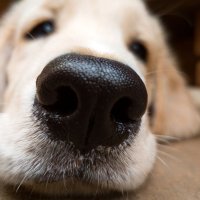 Čenich psa – Shrikar S / Shutterstock