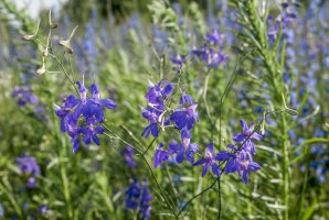 Ostrožka stračka (Consolida regalis) – Nick Pecker / Shutterstock